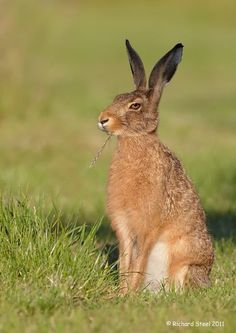 a brown rabbit sitting on top of a lush green field