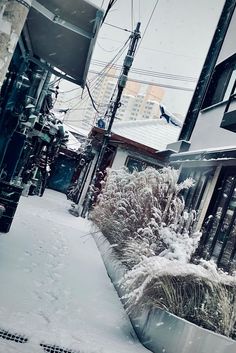 the snow is falling and there are many plants in the planter on the side of the building