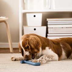 a brown and white dog laying on the floor playing with a blue frisbee