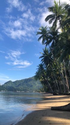 the beach is lined with palm trees and clear water