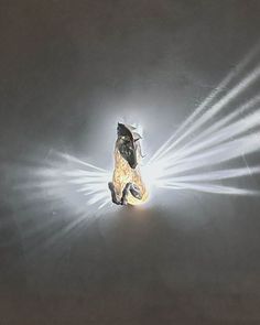 a pair of shoes is shown with light coming from the top and below them on a dark background