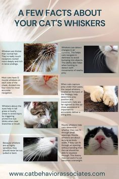 a cat's whiskers poster with pictures of cats in different colors and sizes