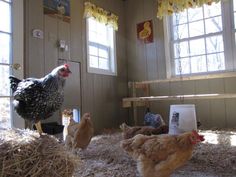 chickens and roosters in a barn with hay on the floor, looking out windows