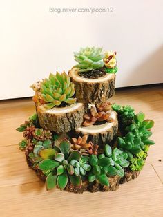 there are three pieces of wood with succulents on it