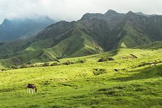 a brown and white horse standing on top of a lush green field with mountains in the background