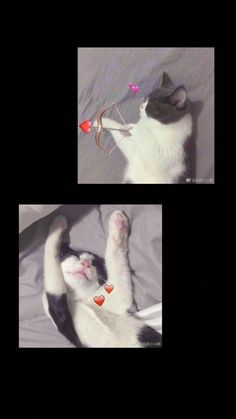 two pictures of a cat playing with a toy