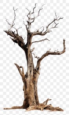 an old dead tree with no leaves and no branches on it, against a white background