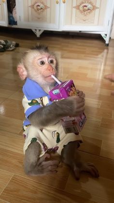 a monkey sitting on the floor with a drink in it's mouth