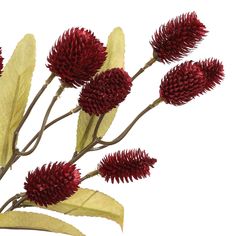 red flowers with green leaves on white background