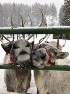 two reindeers standing next to each other behind a fence in the snow with antlers on their heads