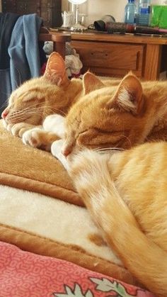 two orange cats sleeping on top of a bed next to each other in a room