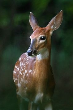 a small deer is standing in the grass