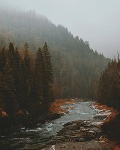 a river running through a forest filled with lots of trees