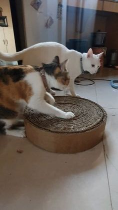 two cats playing with a cat bed on the floor