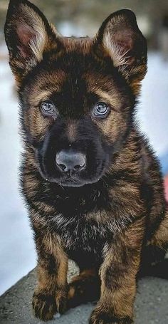 a brown and black puppy sitting on top of a rock next to snow covered ground