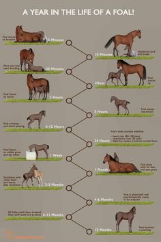 a poster with horses in different stages of life on the same page as well as numbers