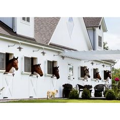 several horses sticking their heads out of windows in front of a white house with black shutters