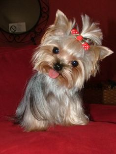 Small Dog, Yorkshire Terrier, Yorkie, Yorkshire, Couch