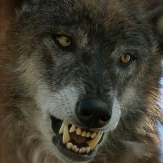 a close up of a wolf with its mouth open