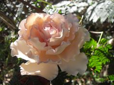 a pink and white flower with leaves in the background