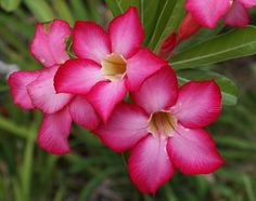 pink flowers with green leaves in the background