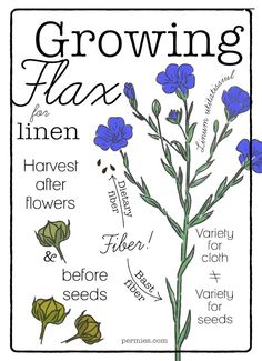 a blue flower with the words growing flax on it and other flowers around it