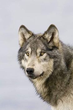 a wolf looking at the camera with an intense look on his face