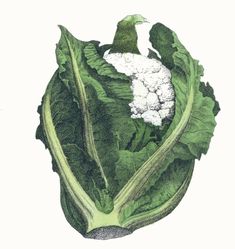 an illustration of lettuce with white substance in it's center and green leaves