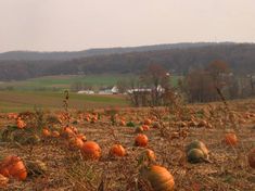 a field full of pumpkins in the fall