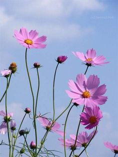 pink flowers are blooming in front of a blue sky