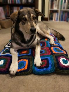 a dog laying on top of a crocheted blanket in front of a bookshelf