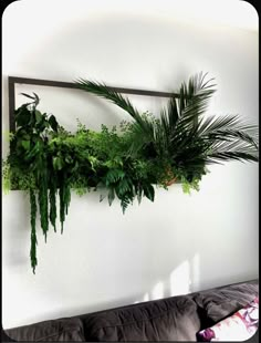 a plant is hanging on the wall above a couch