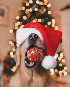 a dog wearing a santa hat and holding a christmas ornament in its mouth