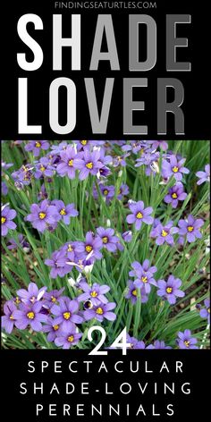 some purple flowers with the words shade lover on it in black and white text that reads,