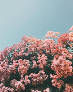 pink flowers are blooming on the side of a building with blue sky in the background