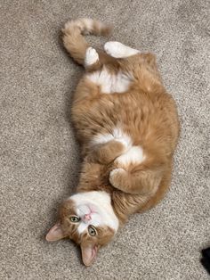 an orange and white cat laying on the floor with its paws up in the air