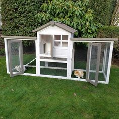 there is a small dog inside the chicken house