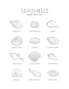 seashells are the most common types of shells canvas art print on white background