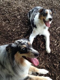 two dogs laying on the ground with their tongue out