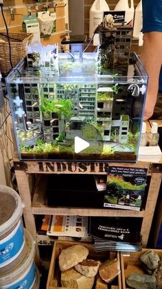 a display case filled with lots of plants and rocks in front of a person standing next to it