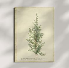 "Juniper by Georg Dionysius Ehret - 11x14 - Wall Art Poster Print" Maynard Dixon, Wall Art Poster, Made In The Usa, Art Poster, Posters Art Prints, Poster Wall Art, All Products, Poster Print, Wall Art Prints