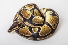 a ball python is curled up and ready to be sold at the auction for $ 1, 500