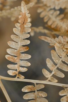 some very pretty looking plants with brown leaves