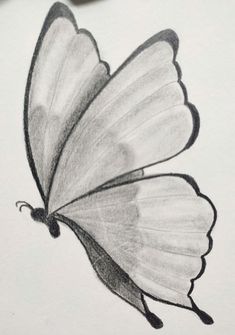 a pencil drawing of a butterfly on paper