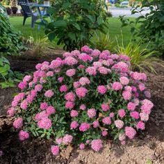 pink flowers are blooming in the garden