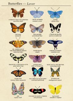 the butterflies and their names are shown in this poster, which shows different types of butterflies