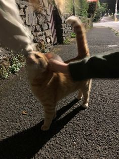 an orange and white cat standing on top of a street next to a person's leg