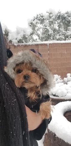 a person holding a small dog in their arms covered in snow and ice with trees behind them