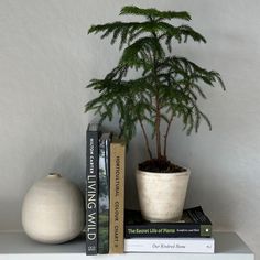 a small pine tree sitting on top of a white shelf next to two books and a potted plant