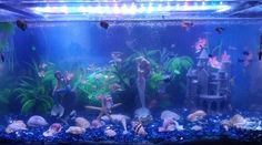 My aquarium is decorated with shells, mermaids, a castle, broken glass and plants. Marimo Aquarium, Aquarium Mermaid, Fluval Flex 9 Gallon Aquascape, Professional Mermaid Aquarium, 40 Gallon Breeder Aquascape, 2.5 Gallon Aquascape, Aquarium Ideas, Home Aquarium